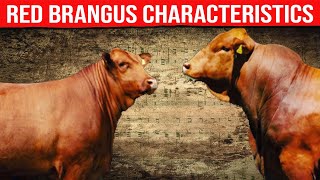 ⭕ RED BRANGUS Characteristics ✅ Biggest Bulls And Cow [upl. by Lesirg]