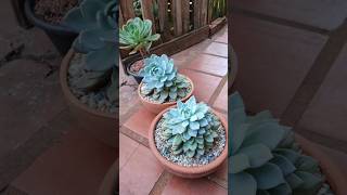 SUCULENTAS GIGANTES 💚💚💚 suculentas suculentasbrasil echeveria echeverias plantas jardin [upl. by Annoit]