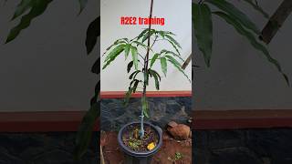 R2e2 mango plant training process grafting mangoplant australia r2e2 gardeningaustralia plants [upl. by Phineas725]