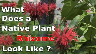 What Does a Native Plant Rhizome Look Like [upl. by Anitnerolf946]