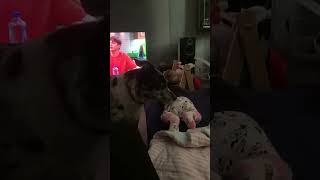 Dogs Reaction To Smell Stinky Diaper😂 shorts dog [upl. by Razaile163]