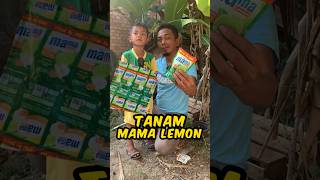 SURYA TANAM BUNGKUS MAMA LEMON JADI LAYANGAN [upl. by Ahsiryt]