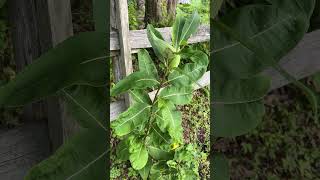 Grow milkweed for Monarch butterflies shorts [upl. by Conal]