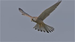 Turmfalke im Flug  Kestrel in flight [upl. by Trudey]