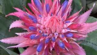 BROMÉLIA AECHMEA FASCIATA PLANTAS QUE ATRAI BEIJAFLORES MUDAS PASSO A PASSO NO FINAL DO VÍDEO [upl. by Suzzy790]