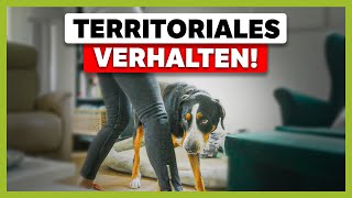 Hund VERBELLT den BESUCH So setzt du ihm konsequent Grenzen [upl. by Batruk]