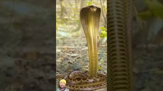 नागिन नाग के पास गई मिलन आज snake naginkikahani amazingfacts naagmani nagintemple factsinhindi [upl. by Assej]