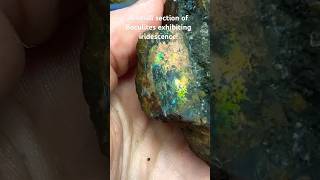 BEAUTIFUL Iridescent Ammonite short [upl. by Russi390]