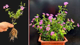 Great tips propagating FiveColor Flower Lantana camara Many flowers after 2 months [upl. by Ardaed506]