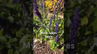 The Beautiful Mystic Spires Salvia still blooming in late October pollinatorgarden gardening [upl. by Gwenore]