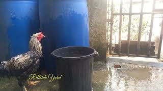 Chicken Delousing and Conditioning [upl. by Aros]