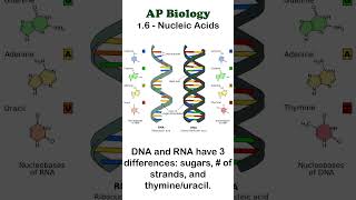 AP Bio  16 DNA and RNA apbiology biochemistry [upl. by Eitra292]