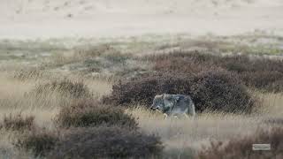 Wolf bij de Hoge Veluwe 2022 [upl. by Johannessen]