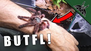 PRETTY TARANTULA IS A THING  Avicularia care sheet [upl. by Asirac691]