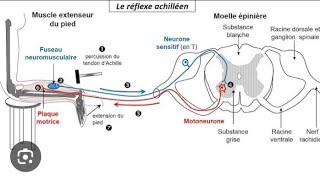 l arc de réflexe et le trajet de l influx nerveux lors de la motricité involontaire [upl. by Ardeth]