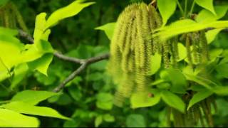 hickory catkins release pollen in Tipp City Ohio USA [upl. by Seedman]