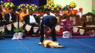 Thai bangkaew dog show [upl. by Rosenblast964]