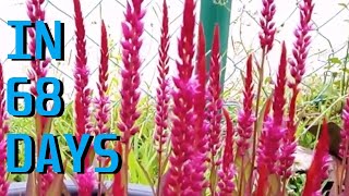 How to grow Celosia from seed [upl. by Emmye]