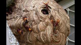 Dramatic The evacuation process of a wasp nest the size of a cows head sarang tawon damkar [upl. by Lucio]