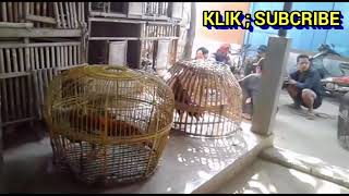 Berkunjung Ke Pusatnya Ayam Bangkok Di Pasar Comal [upl. by Kimura]