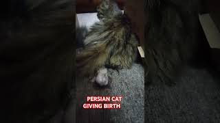 PERSIAN CAT GIVING BIRTH TRISHA [upl. by Ervine]