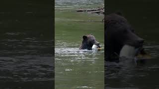 Grizzly on a fishing trip bears [upl. by Oruam]