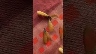 firefly bugs insect alitaptap beetle tropical larvae philippines shorts subscribe like❤️ [upl. by Niemad920]