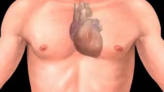 How Arrhythmia Occurs Animation  Heart Arrhythmias Video  Cardiac Electrical Conduction System [upl. by Klemm]