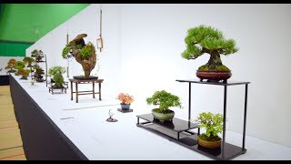 2019 UK NATIONAL BONSAI EXHIBITION [upl. by Yesdnil562]