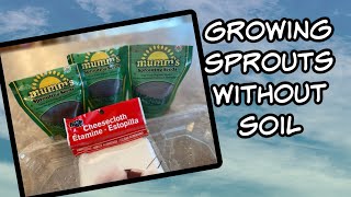 Growing Sprouts Indoors Without Soil  Using Cheesecloth for Growing Microgreens [upl. by Sherr]