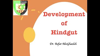 Development of Hindgut [upl. by Chambers536]