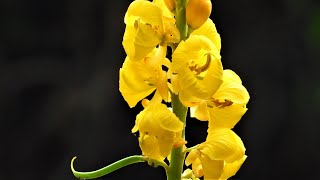 Wildflowers Senna alata candle bush [upl. by Gaillard607]