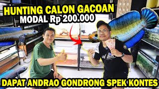 HUNTING CALON GACOAN GONDRONG MODAL Rp 200000 GinanAquatic [upl. by Emmeram]