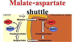 Malate aspertate shuttle [upl. by Fortunia]