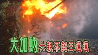 台灣奇案 EP034｜大加蚋六親不認王蓮蓮 [upl. by Peta]