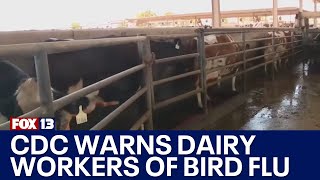 CDC warns dairy workers amid bird flu outbreak  FOX 13 News [upl. by Ainslee]