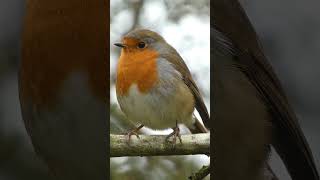 A stunning robin red breast nature wildlife robin robins uk youtubeshorts birds birdslover [upl. by Aisorbma90]