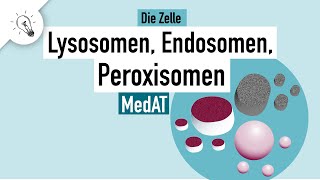 Lysosomen Endosomen Peroxisomen  Aufbau amp Funktion  MedAT  Biologie [upl. by Aennaej]