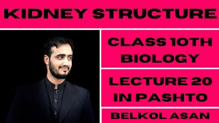 Structure of Kidney Explained By Basharat Ali Lectures Class 9th Biology In Pashto  Lecture 20th [upl. by Zoara]