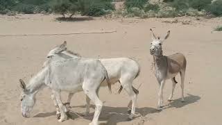 Donkey in jungle enjoy lifeonedirectionchannel [upl. by Donn]