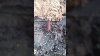 Velvet Worm in Jamaica [upl. by Sitsuj]