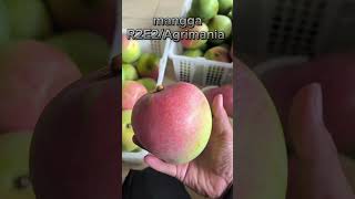 Mangga R2E2 Agrimania gayudan nursery herryup [upl. by Laroy158]