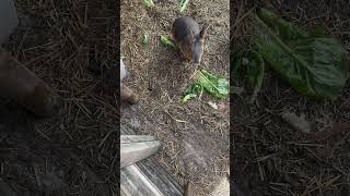 Patagonian Cavy Eats Lettuce [upl. by Sokim44]