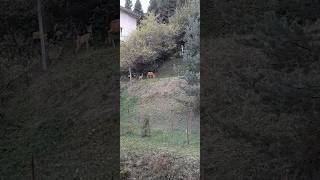 GlosterampReneta z MAMUSIĄ 🦌🦌🙂 [upl. by Irrep403]