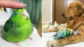 Smart And Funny Parrots Parrot Talking Videos Compilation 2023  Cute Birds 36 [upl. by Dalli597]