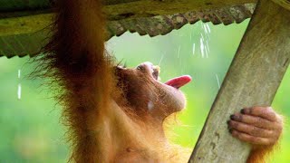 Orangutan Creates an Umbrella Hat to Stay Dry [upl. by Liahus114]