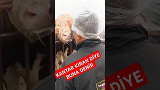 Kantar Kıran Diye Buna Denir keşfet hayvancılık simental besicilik [upl. by Ahtebat]