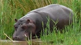 Wildes Nilpferd geht schwimmen [upl. by Tedric869]