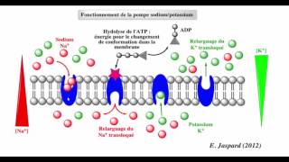 فيديو جديد و مميز  النقل النشيط le transport actif الجزء الاول [upl. by Eca]