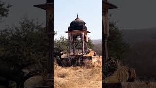 Royal Bengal Tiger on Ancient Monument in Ranthambore National Park music tiger shorts bigcat [upl. by Thessa209]